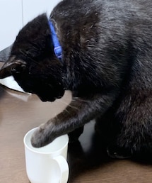 友情出演（クロ） | 本当はでかい。8キロほどあるお猫様。(その他)