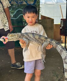 動物園で触れ合い | ワニ。(その他)