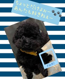 NOIR | 肉球🐾がかわいすぎるノアくん(現在1.7kg)(その他)