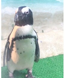 Penguin | ペットグッズ