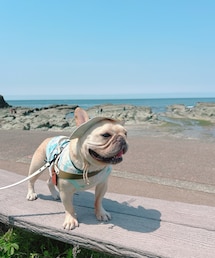 ☺︎ | 海より休憩だった🐶💦笑(その他)