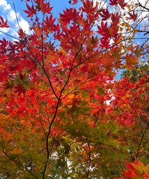 もみじ🍁 | その他