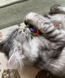 猫たん🐱 | その他