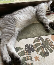 🐱猫たん寝てる😴 | その他