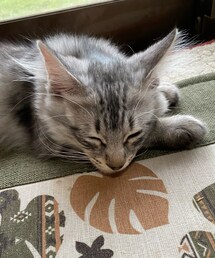 今朝の猫たん🐱 | その他