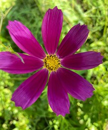 コスモス🌷 | その他