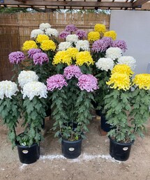 菊の祭典💐 | その他