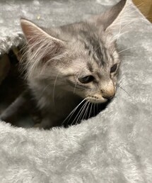 猫たん🐱 | その他