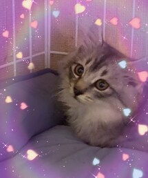 🐱新しい家族♥️ | その他