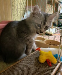 🐱おはよう🐱 | その他