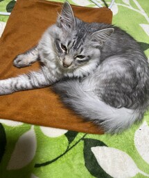 はなちゃん🐱 | その他