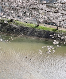 カモと桜🦆🌸 | その他