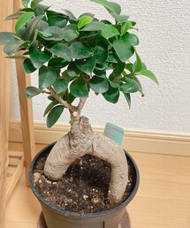 ガジュマル🪴♡ | その他