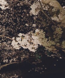 夜桜 | その他