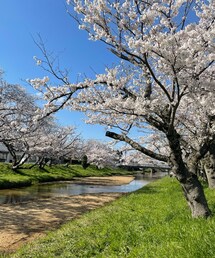 桜 | その他