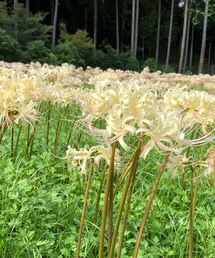白い彼岸花 | 赤も良いけど白もすき❤︎(その他)