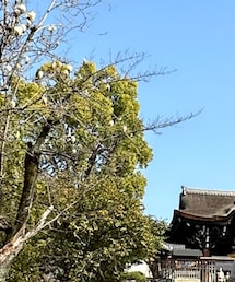 SAINT LAURENT PARIS | シューズ