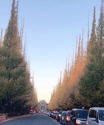 外苑前銀杏並木 | その他