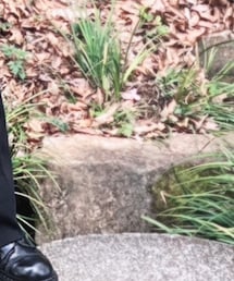 Dr. Martens | ブーツ