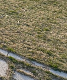 H&M | スラックス