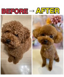 久しぶりワンコ🐶BEFORE→AFTER🤩 | その他