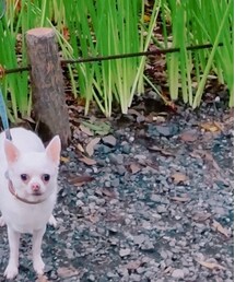 チワワ | その他