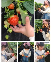 いちご狩り🍓 | その他