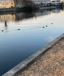 👦🏻が眺めていた🦆達☺️ | その他