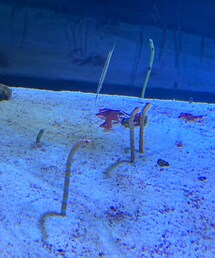 ジルちゃんも大好きなチンアナゴとニシキアナゴ❣️ | その他