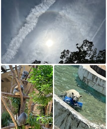 動物園遠足🐨🐻‍❄️🌈 | 上:雨上がりでもないけど虹🌈 他の園児が見つけて教えてくれた💡☀️の方だから自分なら眩しくて見つけられなかったな🥺 左下:🐨達お昼寝タイム😴 癒し☺️ 右下:ホッキョクグマ水遊び  おもちゃが飛んでくる事があります！って書いてありどんなおもちゃかと思ったらバケツ🪣みたいなのだった😳(その他)