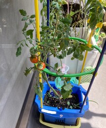 👧🏻作ミニトマト収穫🍅 | その他