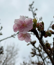 河津桜🌸 | 入口の陽のあたる木々🌳に合わせて5輪ほど咲いてた河津桜🌸(ラッピングキット)