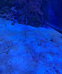 チンアナゴとニシキアナゴ | その他