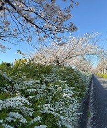 雪柳と桜🌸🤍 | ラッピングキット