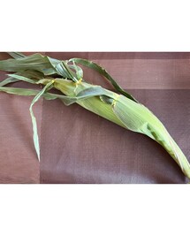 👦🏻が収穫した🌽 | ラッピングキット