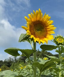ひまわり🌻 | 太陽☀️に向かって力強く咲く🌻 元気もらえた💪✨(その他)