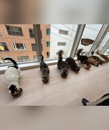 猫たち🐱😺のランチタイム🍽 | その他