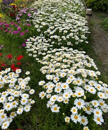 お花畑❀✿𓇬𓂂𓈒 | 👧🏻の体操教室の近くの公園の花壇🌼先々週末撮影📸ノースポールやパンジー、チューリップ🌷等綺麗だった☺️(その他)