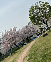 町内のお花見会🌸 | 桜の木の下で飲んだり食べたりママ友と話したり最高でした👍(その他)