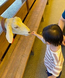 🐐に餌やりへっちゃらな👶 | その他