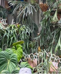 adidas | サンバイザー