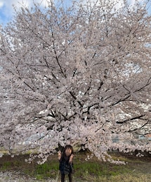 でっかい桜 | その他