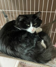 拗ね茶葉 | その他