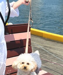 million_japan | リード/ハーネス/首輪