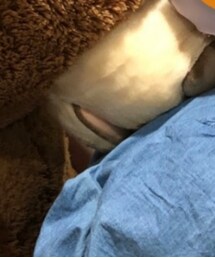 GU | ワンピース/ドレス