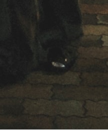 BALENCIAGA | スニーカー