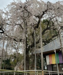 春爛漫 | その他