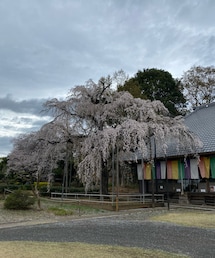 春爛漫 | その他