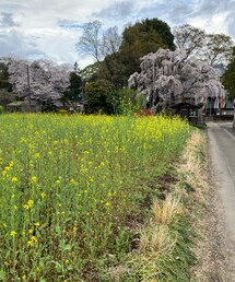 春爛漫 | その他