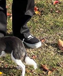 VANS | スニーカー
